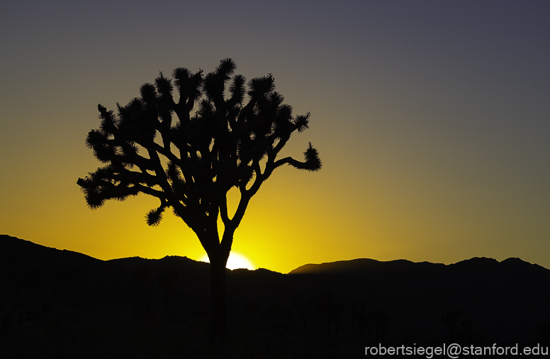 Desert Biogeography of Joshua Tree National Park